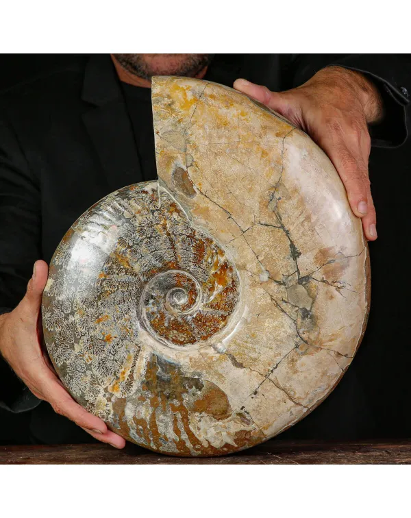Esemplare di ammonite Cleoniceras.