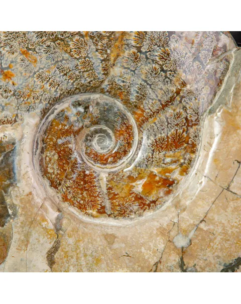 Esemplare di ammonite Cleoniceras.