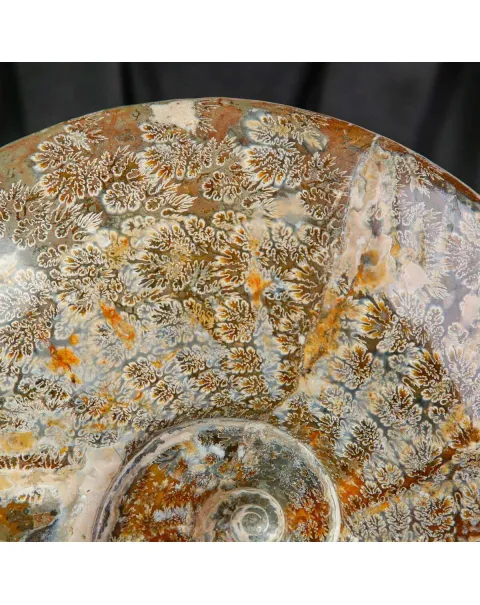 Esemplare di ammonite Cleoniceras.