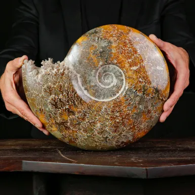 Cleoniceras Ammonite Fossile.