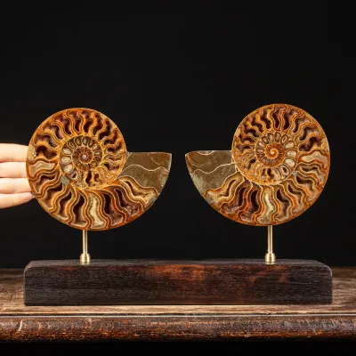 Cleoniceras Fossile Sezionato - Wunderkammer Moderna.