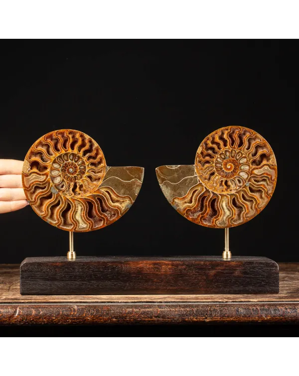 Cleoniceras Fossile Sezionato - Wunderkammer Moder...