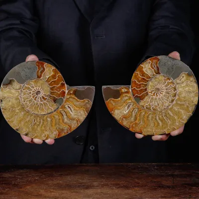 Ammonite Fossile Cleoniceras – Sezione con Camere Cristallizzate
