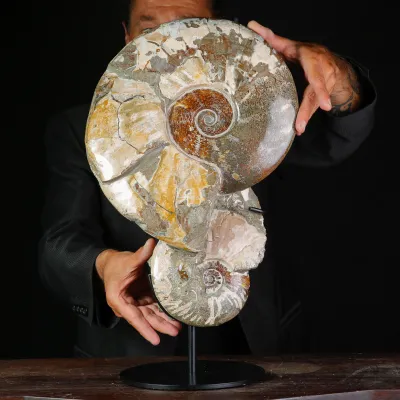 Ammoniti Fossili – Cleoniceras su Matrice Naturale.