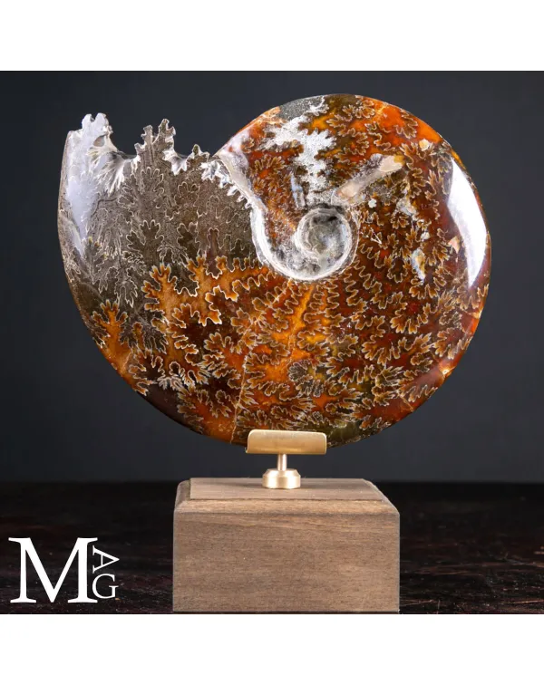 Cleoniceras Fossile – L’eco degli Abissi Perdu...