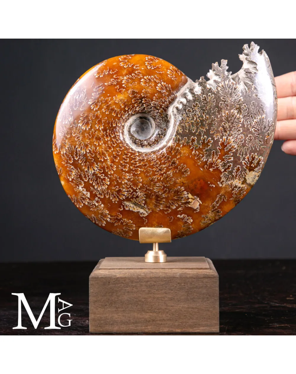Cleoniceras Fossile – Viaggio tra Mare, Tempo e Design
