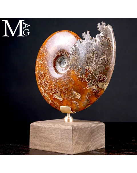 Cleoniceras Fossile – Viaggio tra Mare, Tempo e Design