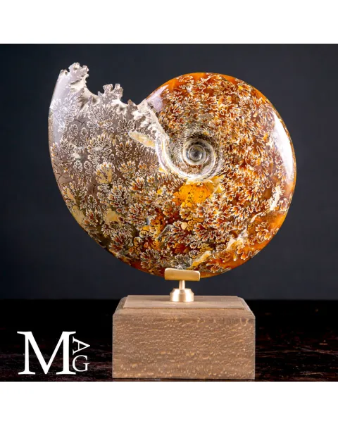 Cleoniceras Fossile – Viaggio tra Mare, Tempo e Design