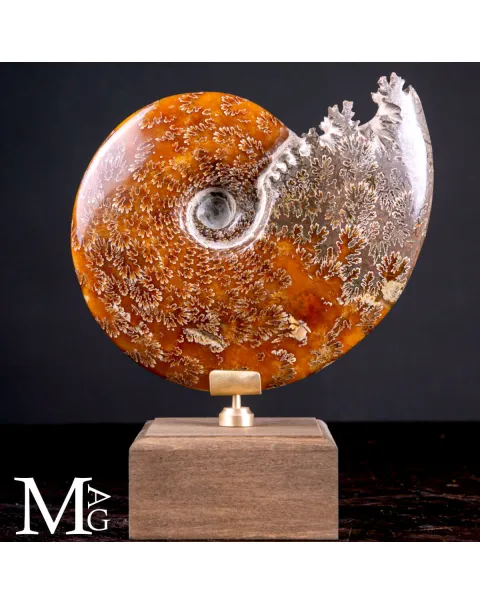 Cleoniceras Fossile – Viaggio tra Mare, Tempo e Design