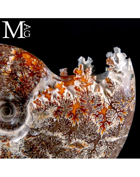 Cleoniceras Fossile – Cronaca di Meraviglia