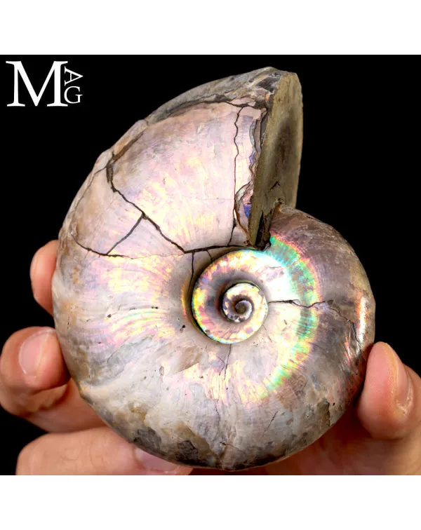 Ammonite Iridescente Desmoceras – Madagascar
