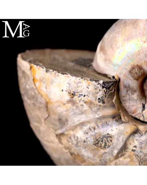 Ammonite Desmoceras – Madagascar