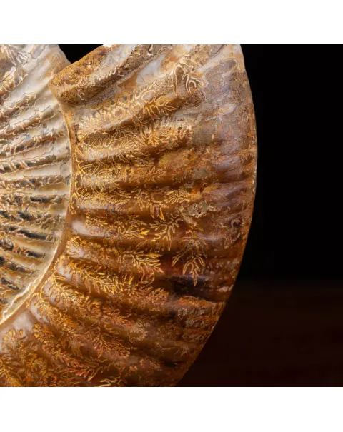 Ammonite Fossile Douvilliceras: Conchiglia Preistorica del Cretacico.