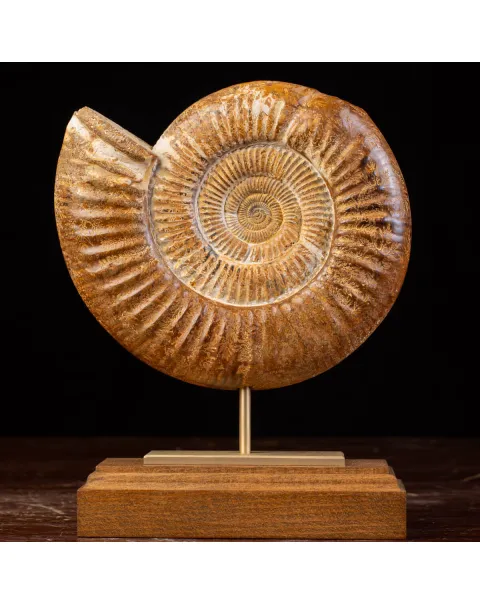 Ammonite Fossile Douvilliceras: Conchiglia Preistorica del Cretacico.