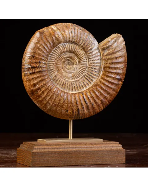 Ammonite Fossile Douvilliceras: Conchiglia Preistorica del Cretacico.