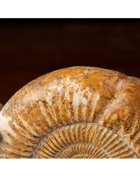 Ammonite Fossile Douvilliceras: Conchiglia Preistorica del Cretacico.