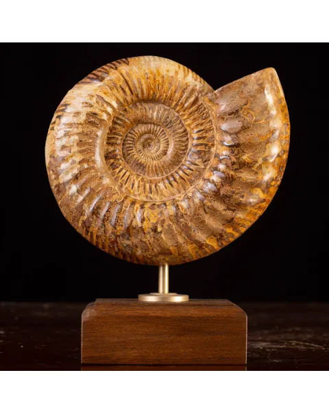 Ammonite Fossile Douvilliceras: Raffinatezza Preistorica su Base in Legno e Ottone.