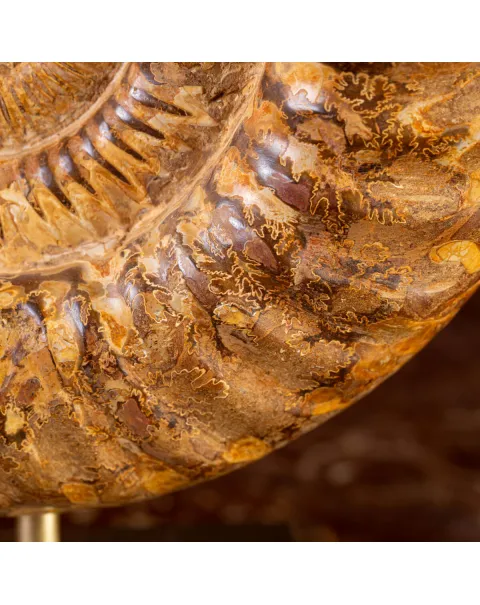 Ammonite Fossile Douvilliceras: Raffinatezza Preistorica su Base in Legno e Ottone.