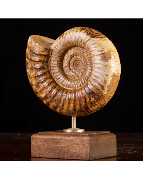 Ammonite Fossile Douvilliceras: Raffinatezza Preistorica su Base in Legno e Ottone.