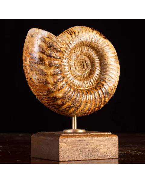 Ammonite Fossile Douvilliceras: Raffinatezza Preistorica su Base in Legno e Ottone.