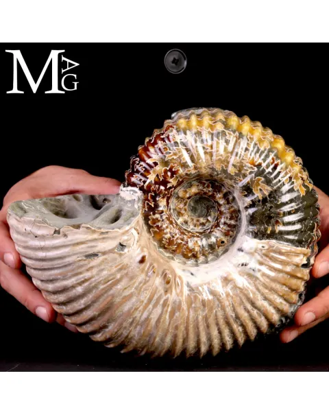 Ammonite Douvilleiceras Mammillatum con Pirite – Madagascar.
