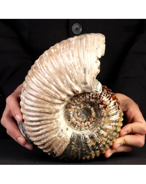 Ammonite Douvilleiceras Mammillatum con Pirite – Madagascar.