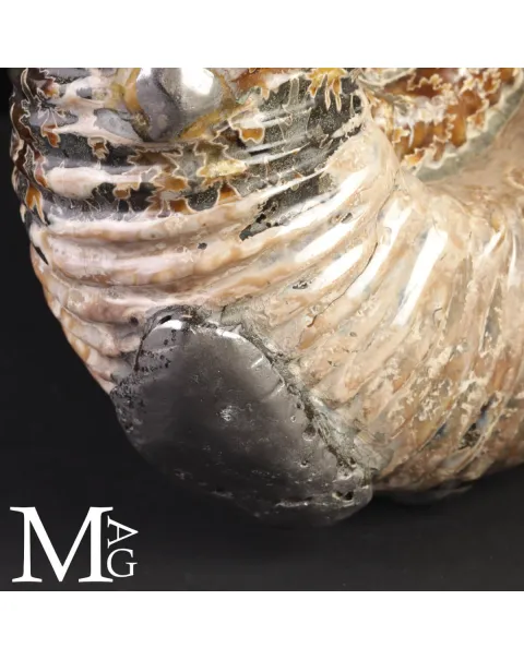 Ammonite Douvilleiceras Mammillatum con Pirite – Madagascar.