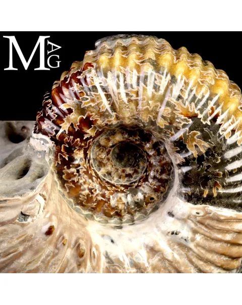 Ammonite Douvilleiceras Mammillatum con Pirite – Madagascar.