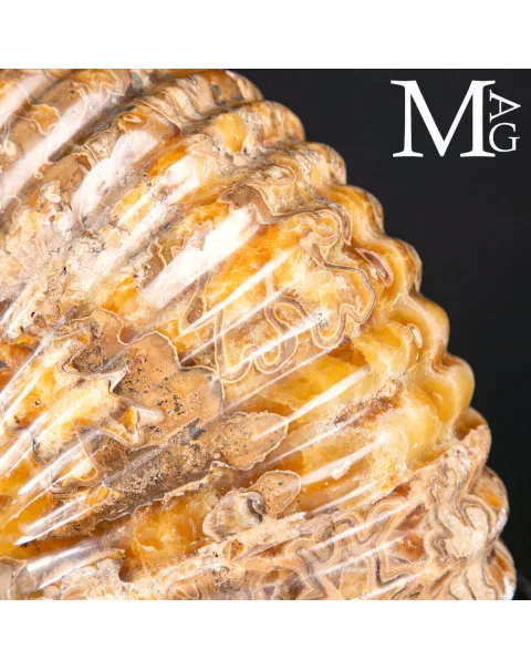Douvilleiceras Mammillatum – Ammonite su Base.
