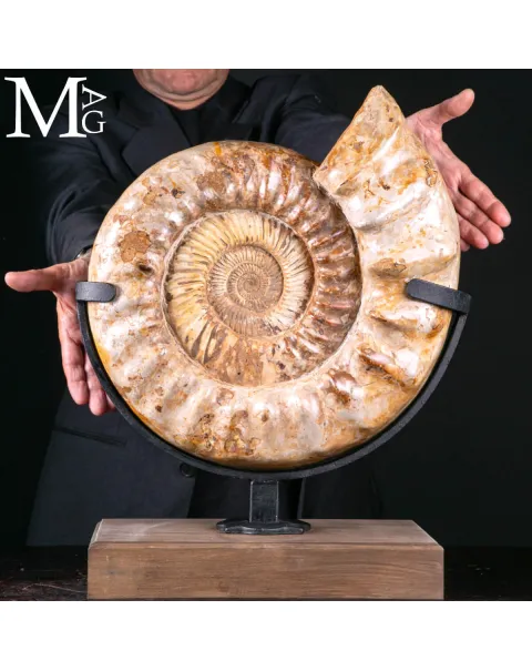 Douvilleiceras Fossile – Scultura Geologica del Tempo