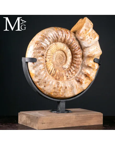 Douvilleiceras Fossile – Scultura Geologica del Tempo