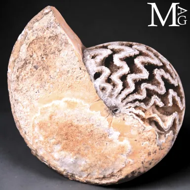 Halorites Macer – Ammonite del Triassico superiore...
