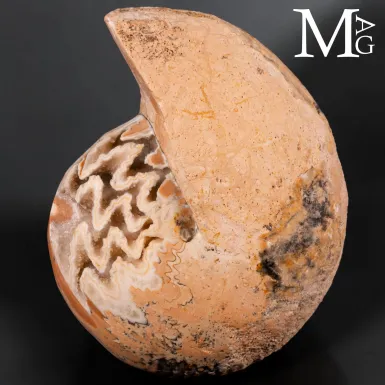 Halorites Macer – La geometria segreta del Triassi...