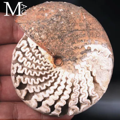Halorites macer – Le architetture dell'evoluzione – Triassico superiore
