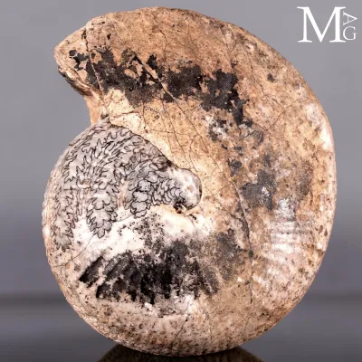 Halorites Macer – Una storia scritta nel Triassico.