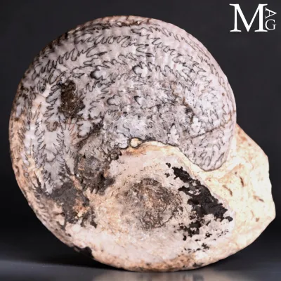Halorites Macer – Le impronte invisibili di un antico oceano