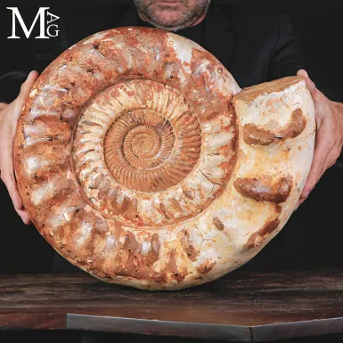 Grande Ammonite Kranaosphinctes del Giurassico.