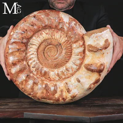 Grande Ammonite Kranaosphinctes del Giurassico.