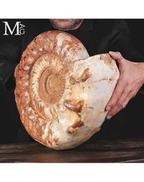 Grande Ammonite Kranaosphinctes del Giurassico.