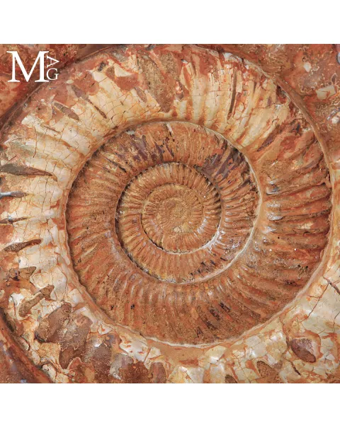 Grande Ammonite Kranaosphinctes del Giurassico.