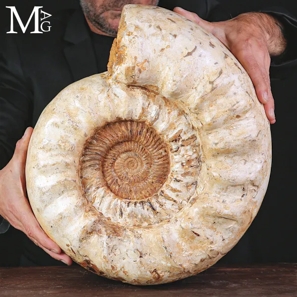 Grande Ammonite Kranaosphinctes Rabei del Jurassico.