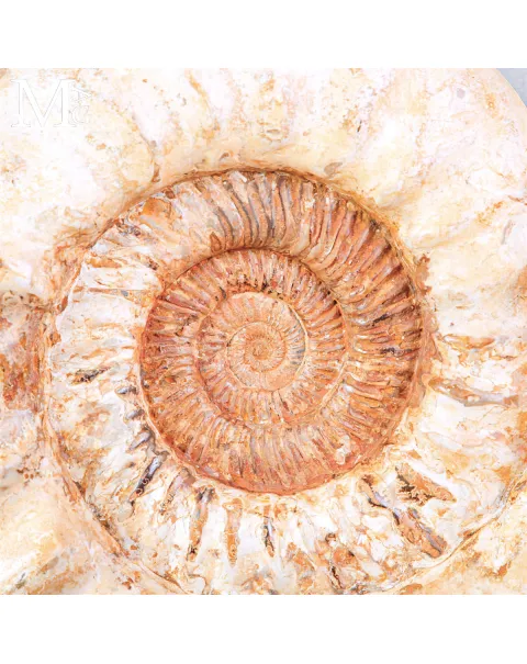 Grande Ammonite Kranaosphinctes Rabei del Jurassico.