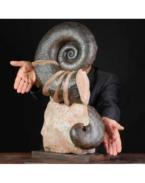 Litoceras fimbriatum: Eleganza Fossile dal Giurassico Francese.