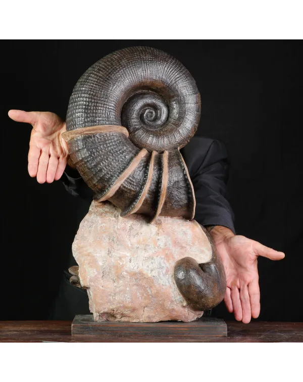 Litoceras fimbriatum: Eleganza Fossile dal Giurass...