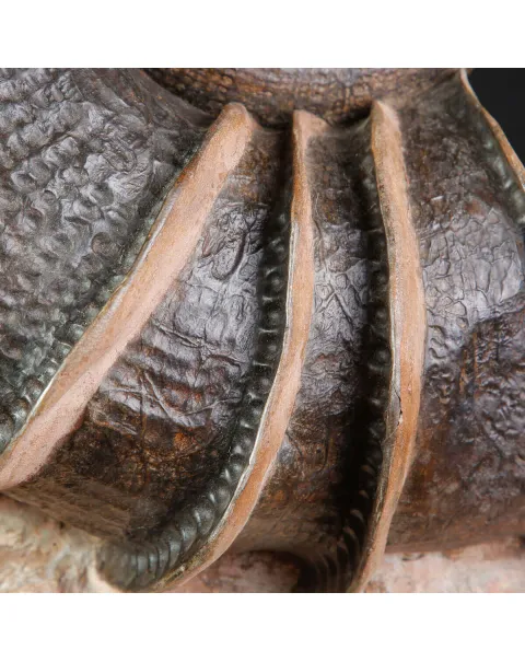Litoceras fimbriatum: Eleganza Fossile dal Giurassico Francese.