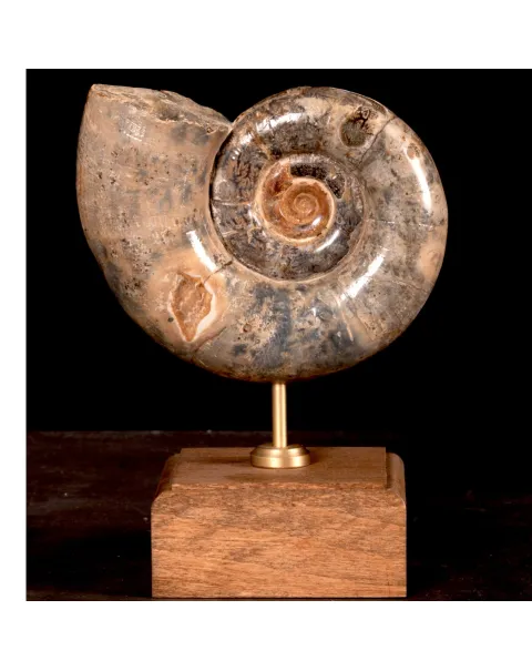 Ammonite Fossile Lytoceras Fimbriatum su Base di Legno e Ottone.