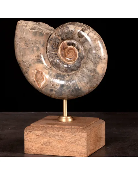 Ammonite Fossile Lytoceras Fimbriatum su Base di Legno e Ottone.