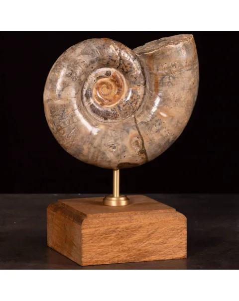 Ammonite Fossile Lytoceras Fimbriatum su Base di Legno e Ottone.