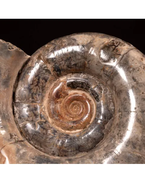 Ammonite Fossile Lytoceras Fimbriatum su Base di Legno e Ottone.