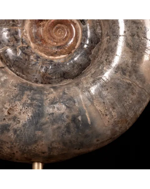 Ammonite Fossile Lytoceras Fimbriatum su Base di Legno e Ottone.